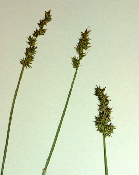 Carex stipata