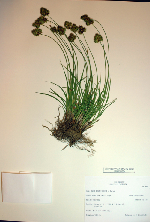 Carex straminiformis Carex straminiformis