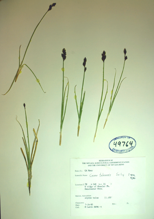 Carex tahoensis