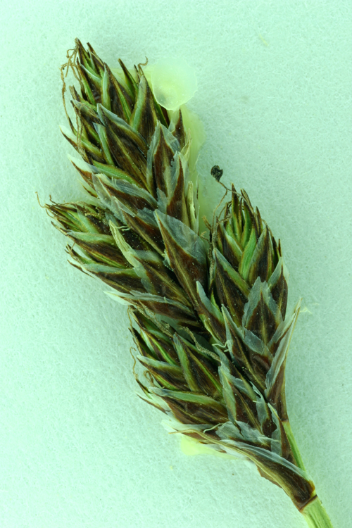 Carex tahoensis