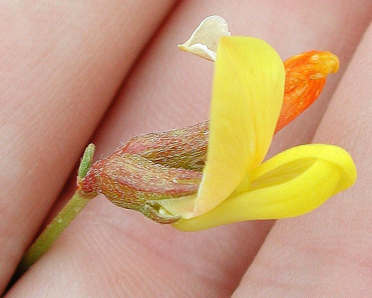 Acmispon rigidus Acmispon rigidus