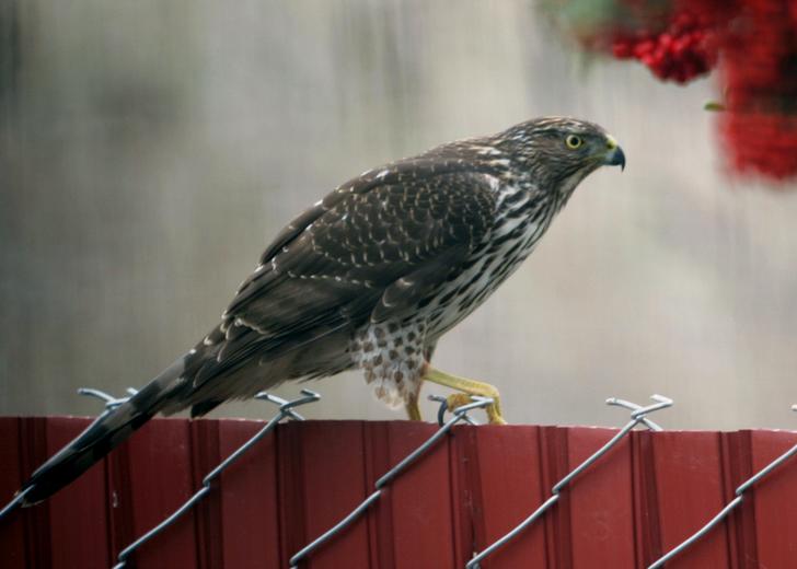 Accipiter cooperii Accipiter cooperii