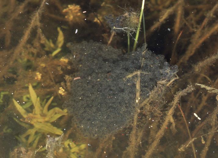 Rana pipiens Rana pipiens