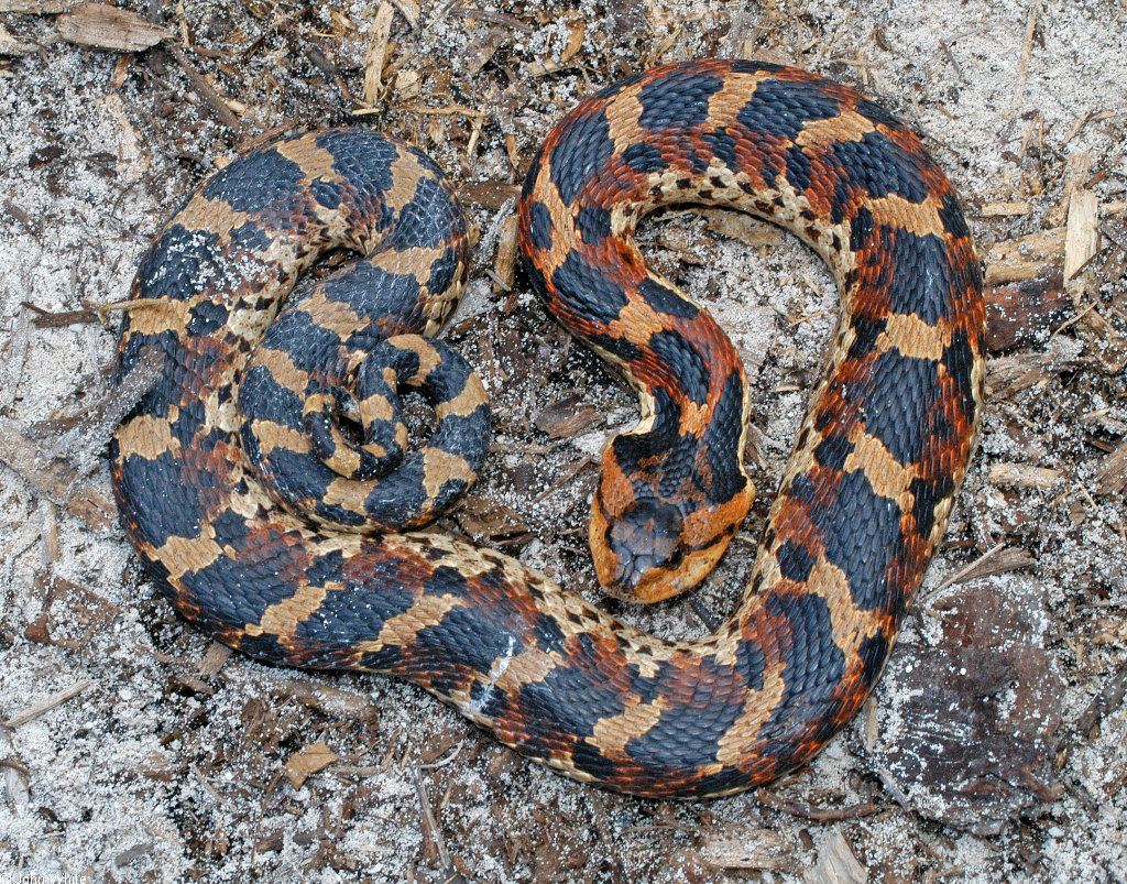 Heterodon Platirhinos Photos and Images