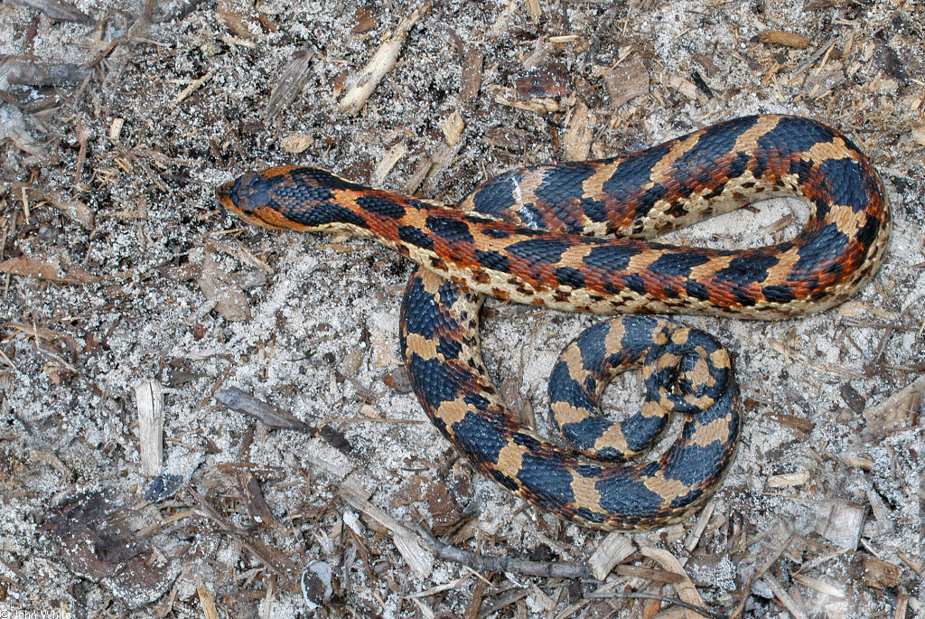 Heterodon platirhinos