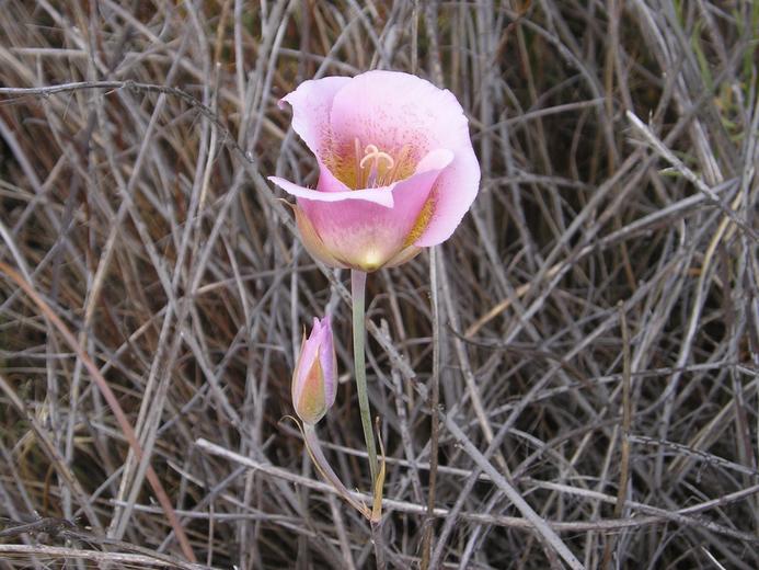 Calochortus plummerae Calochortus plummerae