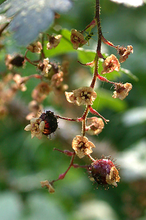 Ribes lacustre Ribes lacustre