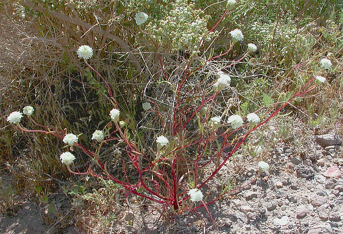 Chaenactis fremontii