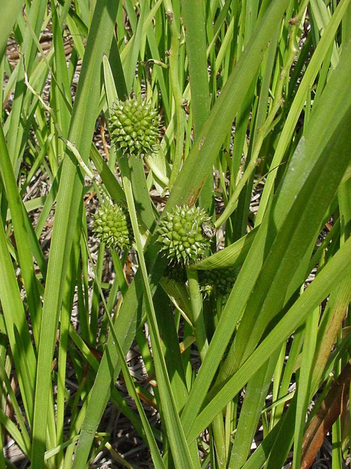 Sparganium eurycarpum ssp. eurycarpum