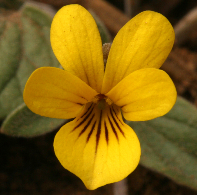 Viola purpurea ssp. integrifolia