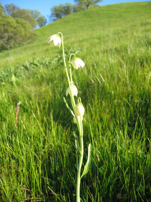 Fritillaria liliacea