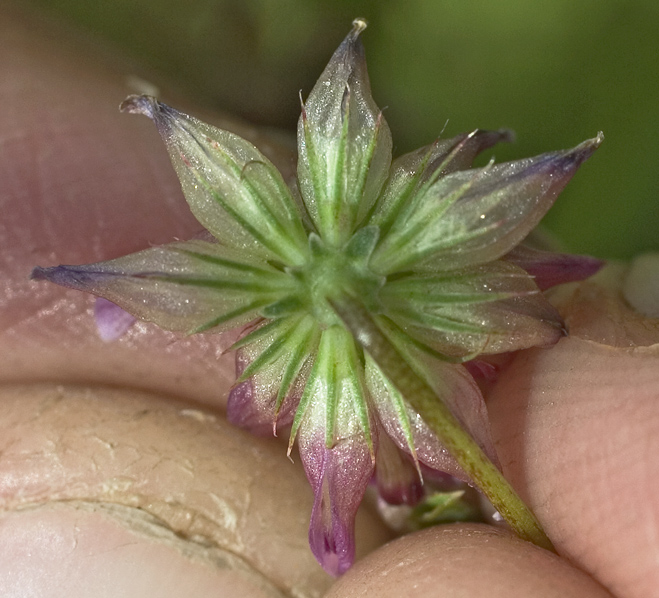 Trifolium hydrophilum