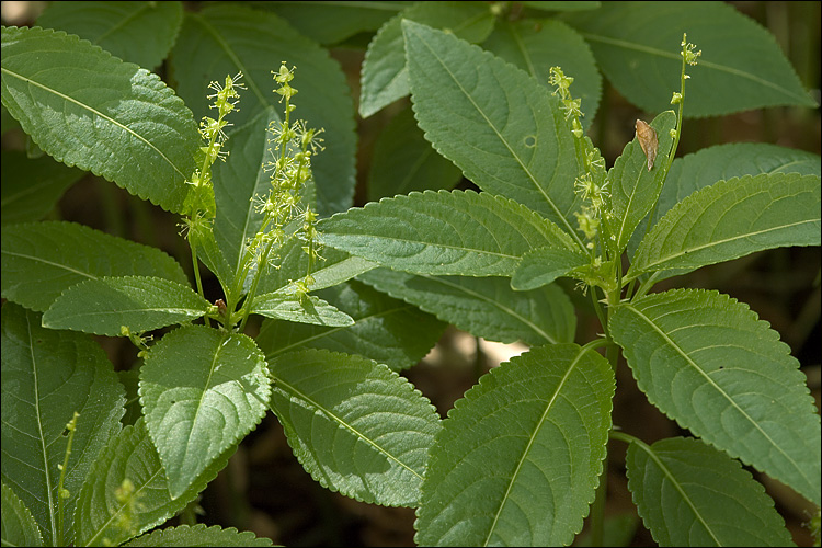 Mercurialis perennis