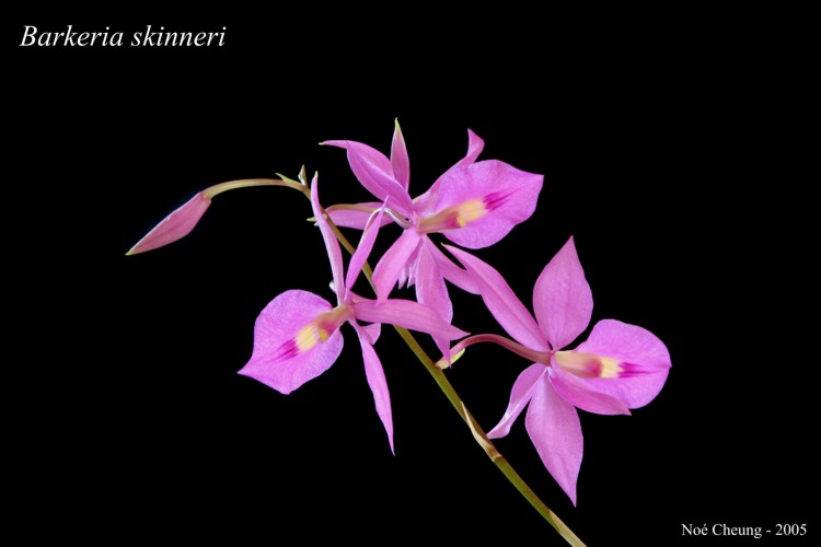 Barkeria skinneri Barkeria skinneri