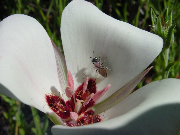Calochortus catalinae Calochortus catalinae