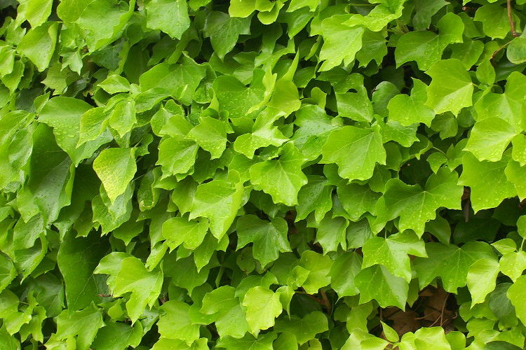 Hedera sp.