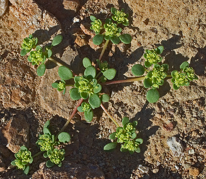 Gilmania luteola