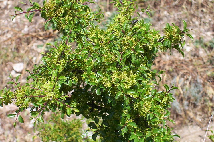 Rhamnus saxatilis
