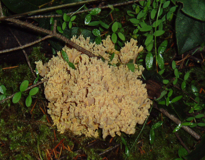 Ramaria botrytis Ramaria botrytis