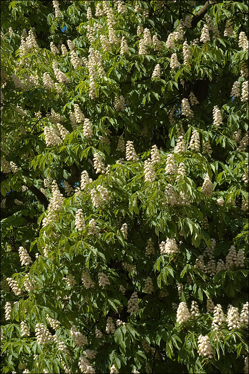 Aesculus hippocastanum