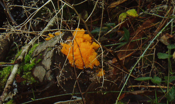 Tremella mesenterica Tremella mesenterica