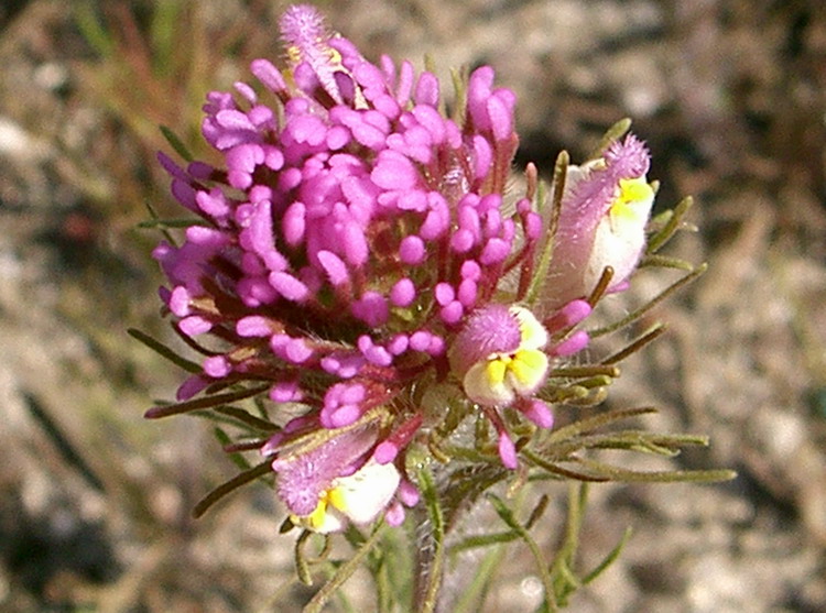 Castilleja exserta Castilleja exserta