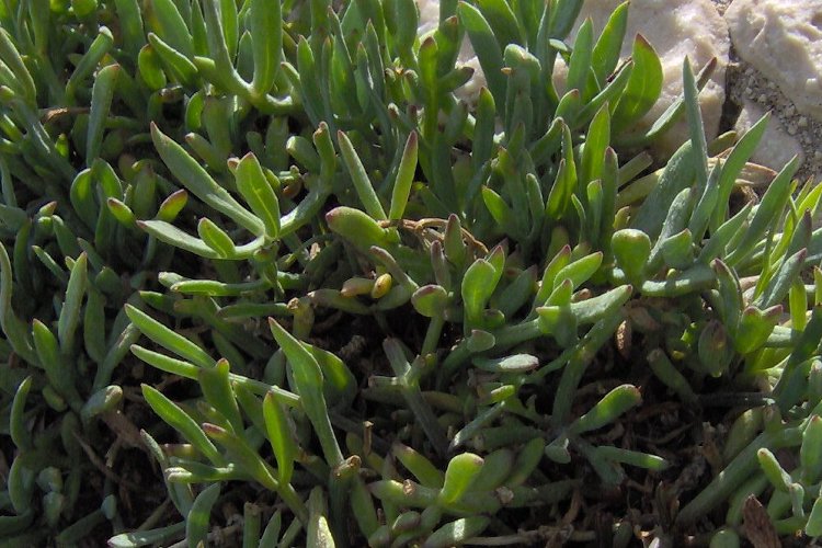 Crithmum maritimum