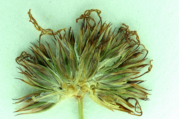 Juncus orthophyllus