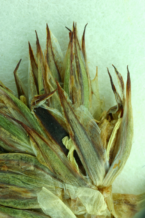 Juncus orthophyllus Juncus orthophyllus