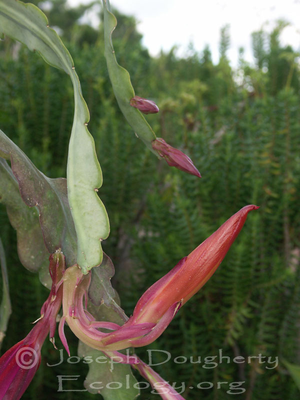 Epiphyllum hybrid