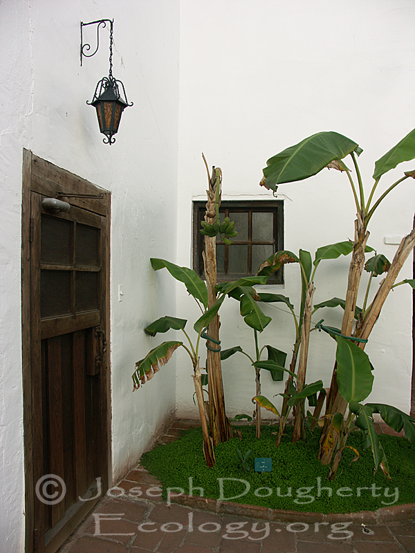 Entrance to the inner courtyard, from the museum, at the California Mission San Luis Rey de Francia