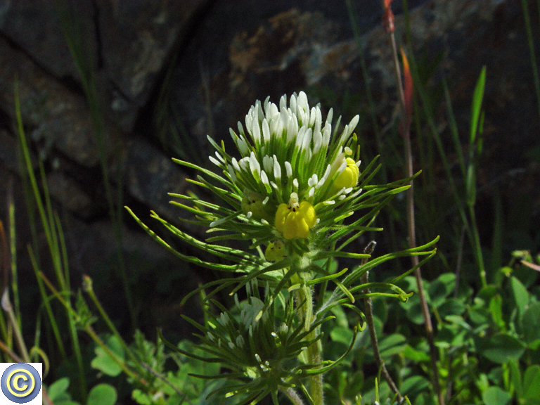 Castilleja lineariloba