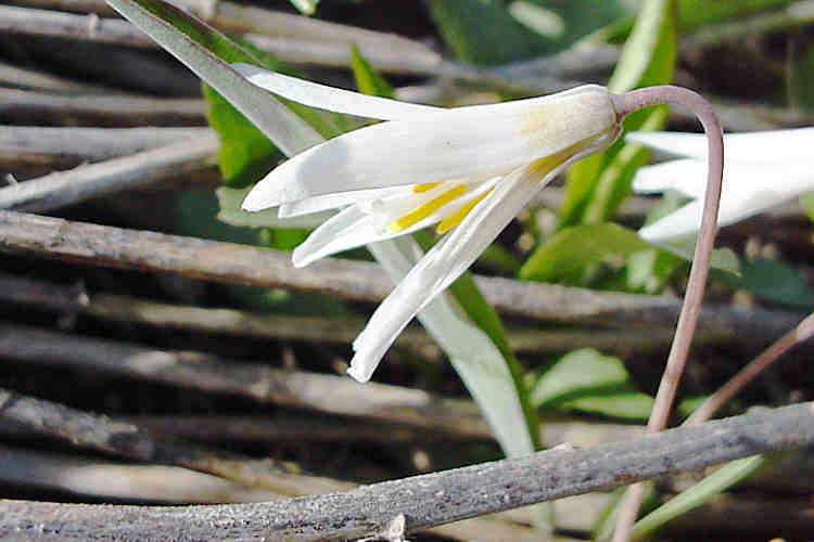 Erythronium albidum Erythronium albidum