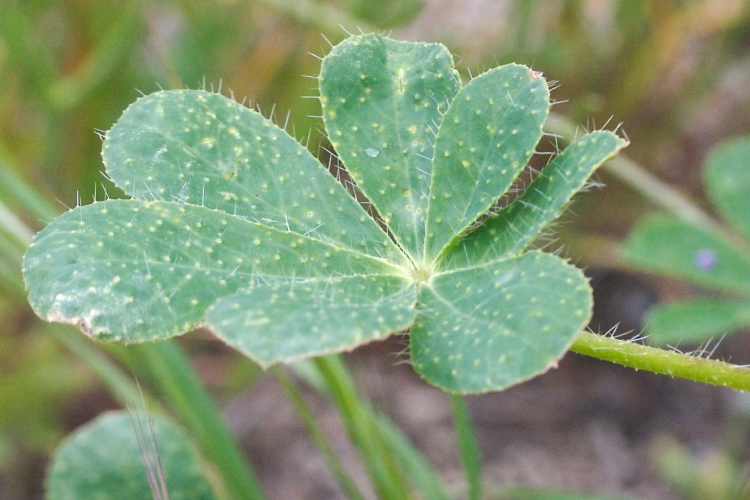 Lupinus hirsutissimus