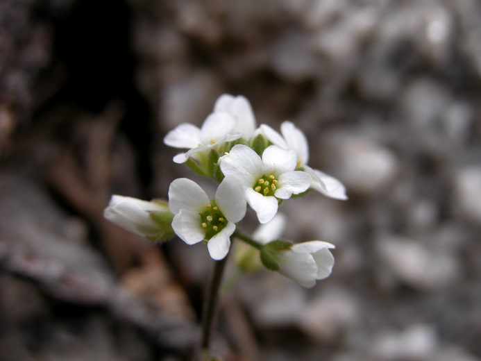 Draba cuneifolia