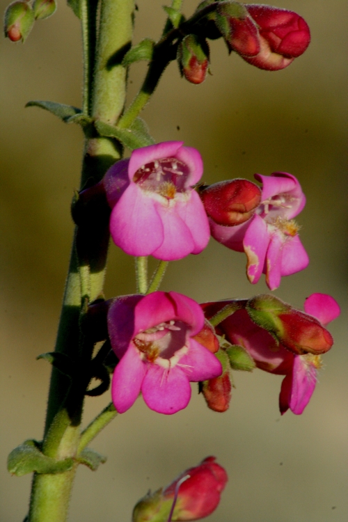 Penstemon bicolor ssp. roseus