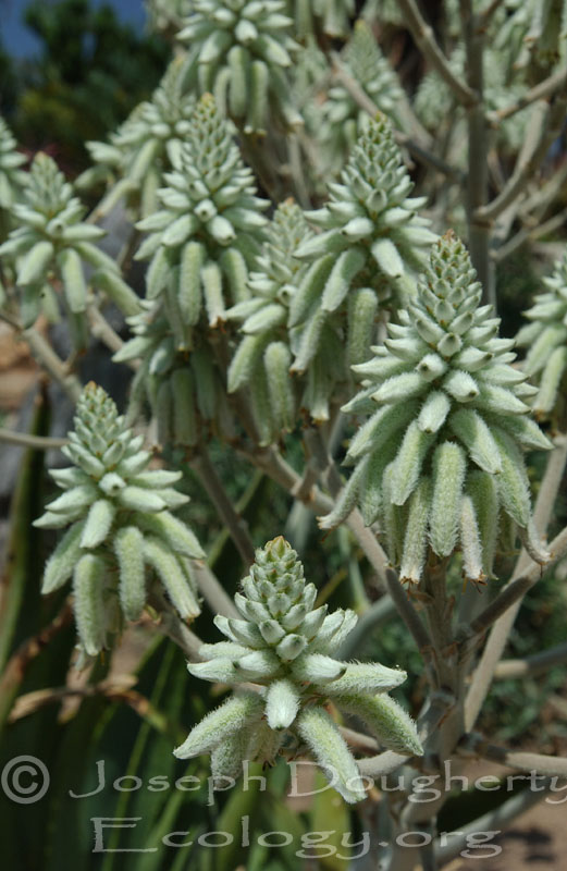 Aloe tomentosa