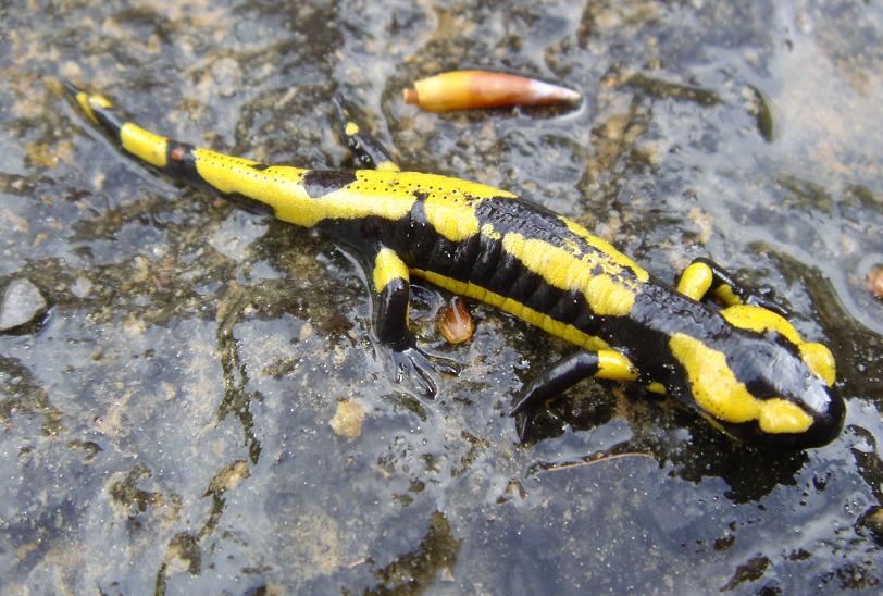 Salamandra salamandra fastuosa Salamandra salamandra fastuosa