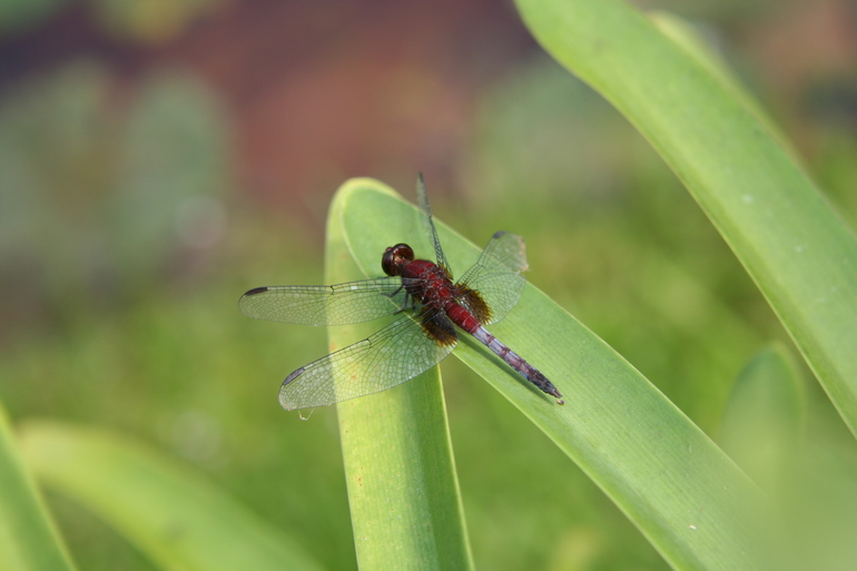 Erythrodiplax fusca