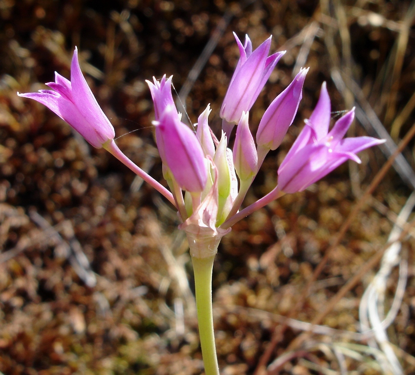 Allium peninsulare