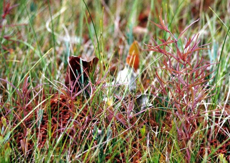Agalinis purpurea var. parviflora Agalinis purpurea var. parviflora