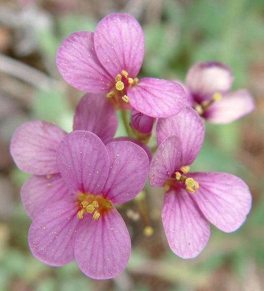 Arabis caucasica