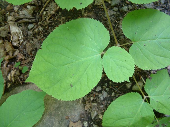 Aralia racemosa Aralia racemosa