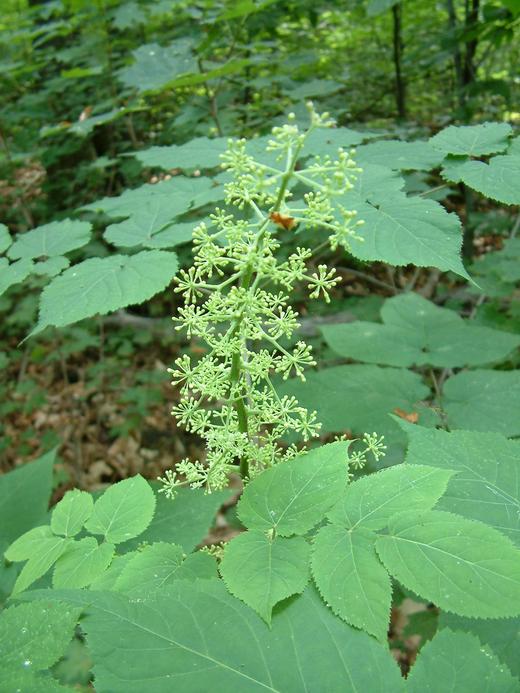 Aralia racemosa Aralia racemosa