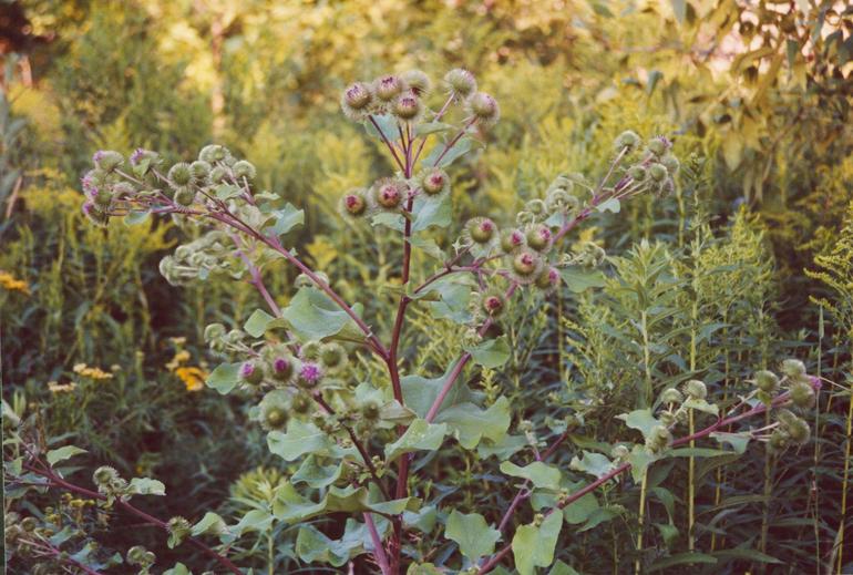Arctium lappa Arctium lappa