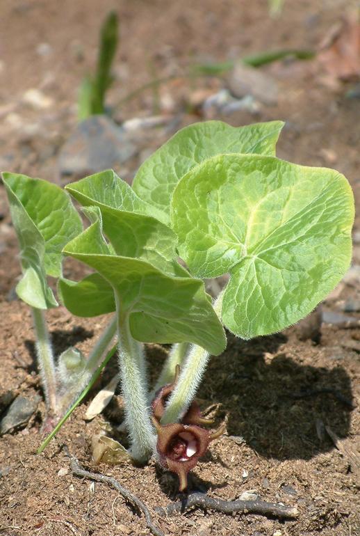 Asarum canadense Asarum canadense