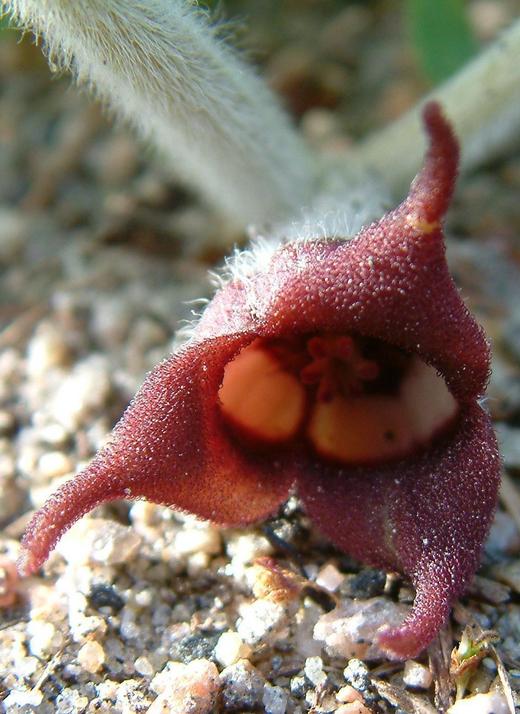 Asarum canadense Asarum canadense