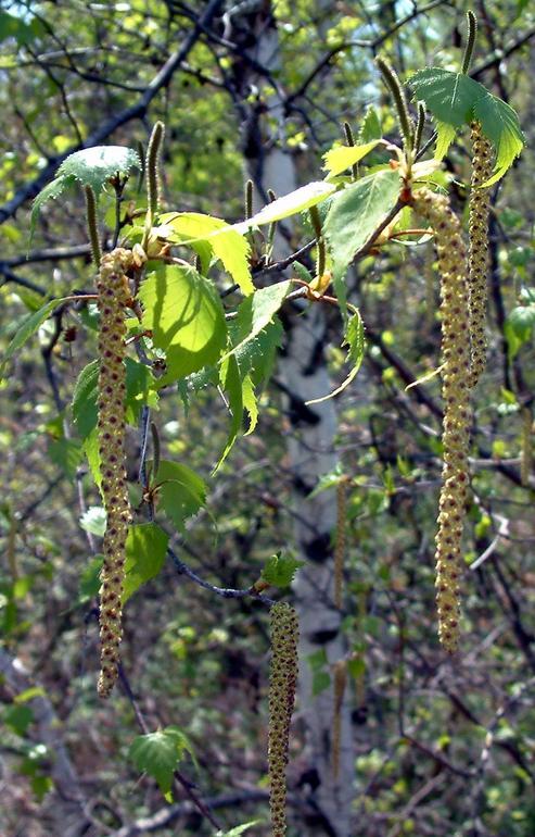 Betula populifolia Betula populifolia