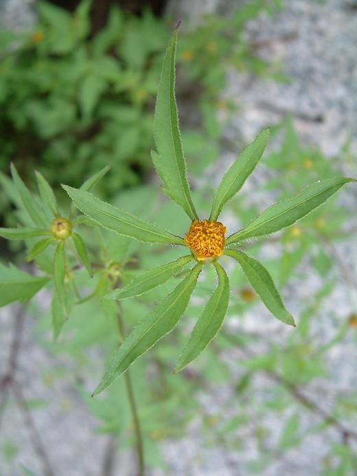 Bidens frondosa Bidens frondosa