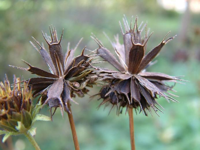Bidens frondosa Bidens frondosa